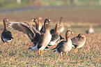 greater white-fronted geese