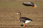 greater white-fronted goose