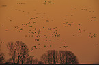 greater white-fronted geese