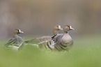 greater white-fronted geese