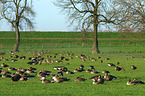 greater white-fronted geese