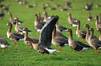 greater white-fronted geese