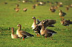 greater white-fronted geese