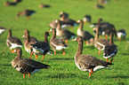 greater white-fronted geese