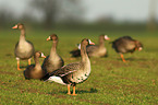 greater white-fronted geese