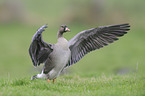 greater white-fronted goose