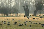 greater white-fronted geese