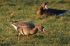 greater white-fronted geese