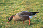 greater white-fronted goose