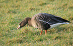 greater white-fronted goose