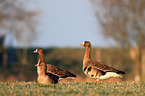 greater white-fronted geese