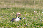 greater white-fronted goose