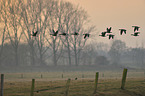 greater white-fronted geese