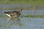 greater white-fronted goose