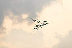 greater white-fronted geese