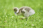 greater white-fronted goose chick
