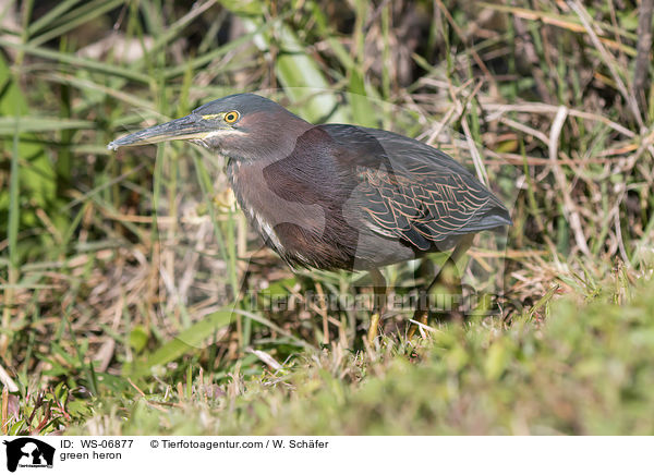 Grnreiher / green heron / WS-06877