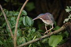 green heron