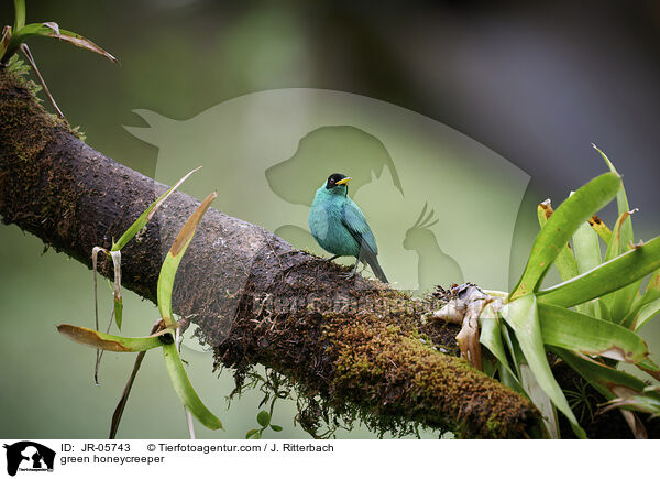 Kappennaschvogel / green honeycreeper / JR-05743