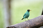 green honeycreeper