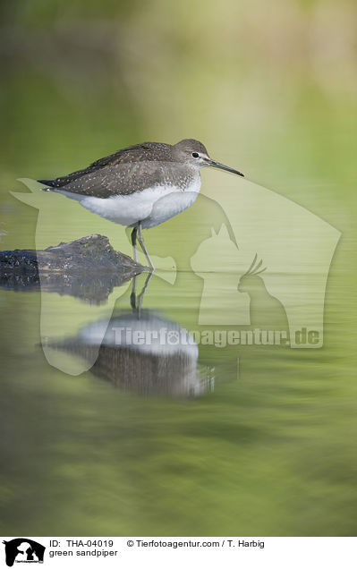 Waldwasserlufer / green sandpiper / THA-04019