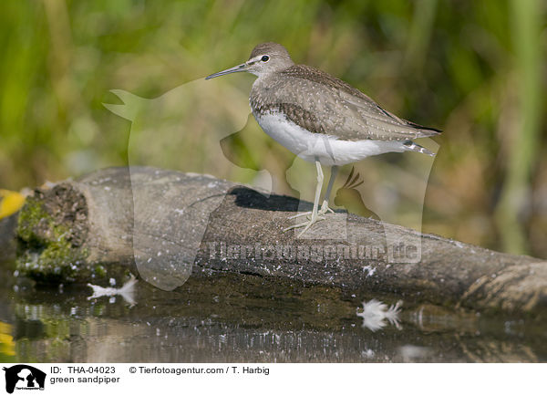 Waldwasserlufer / green sandpiper / THA-04023