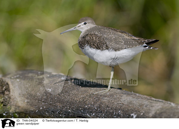 Waldwasserlufer / green sandpiper / THA-04024