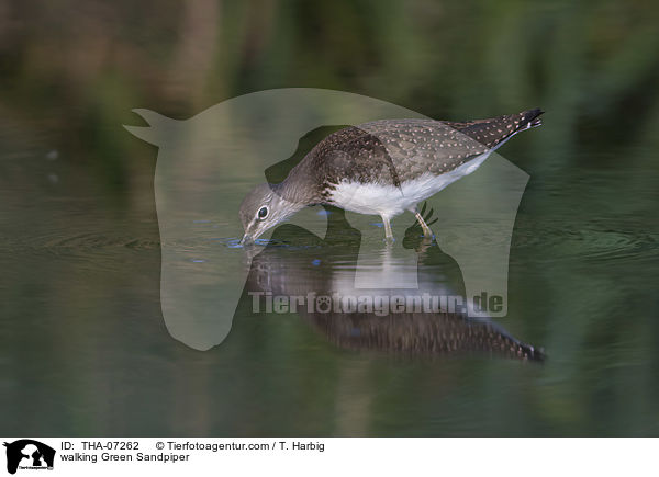 laufender Waldwasserlufer / walking Green Sandpiper / THA-07262