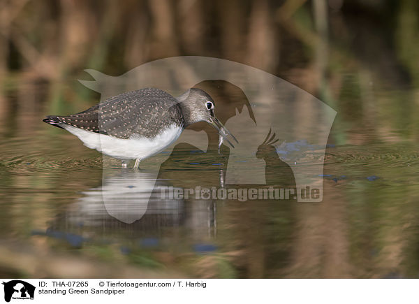 stehender Waldwasserlufer / standing Green Sandpiper / THA-07265