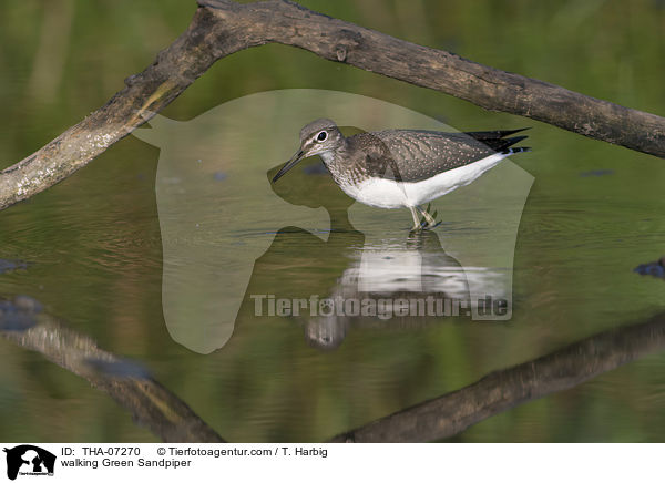 laufender Waldwasserlufer / walking Green Sandpiper / THA-07270