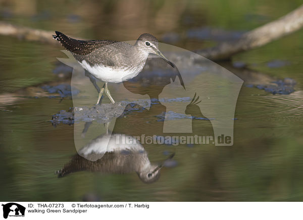 laufender Waldwasserlufer / walking Green Sandpiper / THA-07273