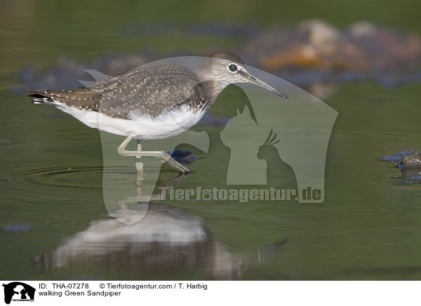 walking Green Sandpiper / THA-07278
