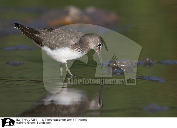 laufender Waldwasserlufer / walking Green Sandpiper / THA-07281