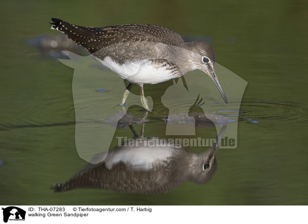 laufender Waldwasserlufer / walking Green Sandpiper / THA-07283