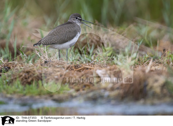 stehender Waldwasserlufer / standing Green Sandpiper / THA-07353