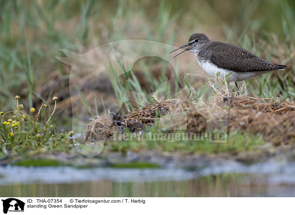 standing Green Sandpiper / THA-07354