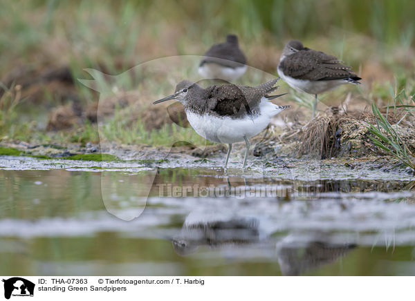 stehende Waldwasserlufer / standing Green Sandpipers / THA-07363