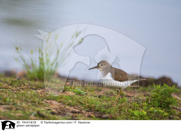 Waldwasserlufer / green sandpiper / FH-01818