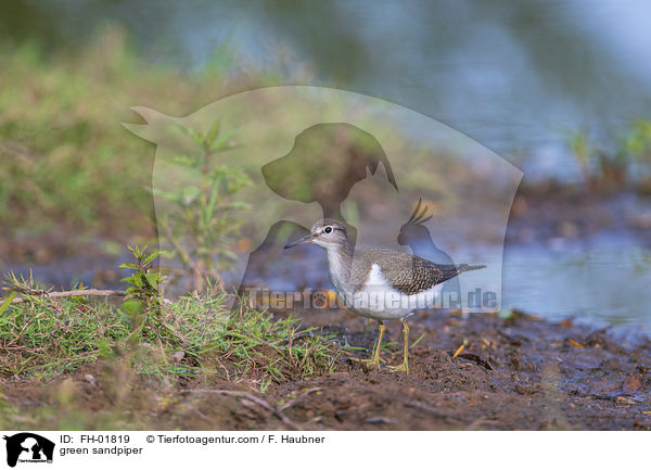 green sandpiper / FH-01819