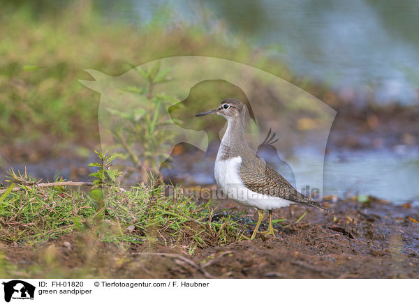 Waldwasserlufer / green sandpiper / FH-01820