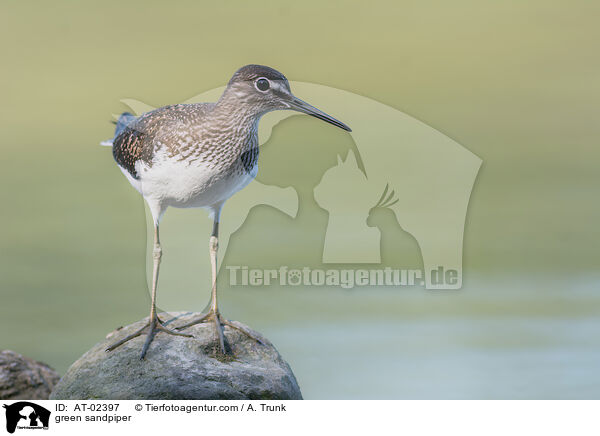 Waldwasserlufer / green sandpiper / AT-02397