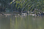 green sandpiper