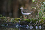 green sandpiper