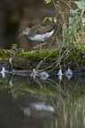 green sandpiper