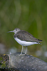 green sandpiper