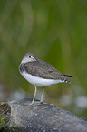 green sandpiper