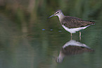 walking Green Sandpiper