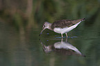 walking Green Sandpiper