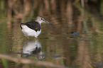 standing Green Sandpiper