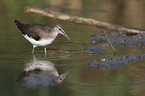 walking Green Sandpiper